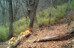 【西安生态日】首个“西安生态日”启动 秦岭生态情形；；ひ刈