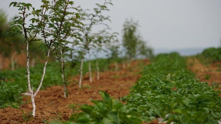 市国资委党委副书记任晓今一行巡查指导集团帮扶的蓝田县马王村“三排查 三清零”事情